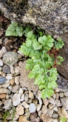 Asplenium adiantum-nigrum adiantum-nigrum