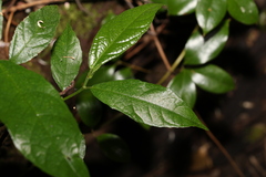Ficus fraseri