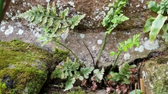 Asplenium adiantum-nigrum adiantum-nigrum