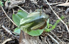 Pterostylis cucullata