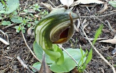 Pterostylis cucullata
