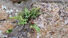 Asplenium adiantum-nigrum adiantum-nigrum