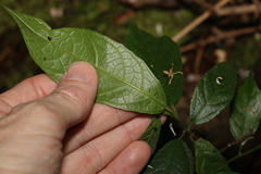 Ficus fraseri