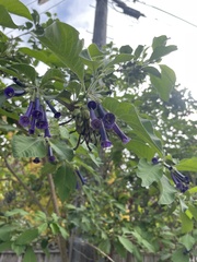 Iochroma cyaneum
