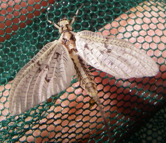 Ephemera varia