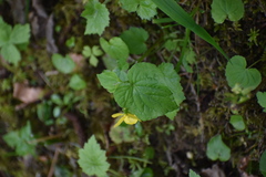 Viola glabella