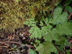Dicentra formosa