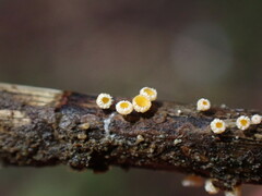 Lachnellula