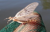 Yellow Drake - Photo (c) Jerry Schoen, some rights reserved (CC BY-SA)