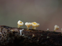 Lachnellula