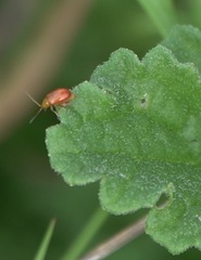Sphaeroderma testaceum