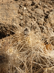 Tephrocactus weberi