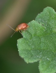 Sphaeroderma testaceum