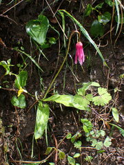 Erythronium revolutum