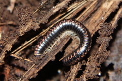 Spirobolellus antipodarus