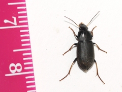 Amphasia sericea