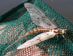 Ephemera varia
