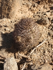 Acanthocalycium thionanthum