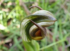 Pterostylis cucullata