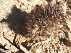 Acanthocalycium thionanthum