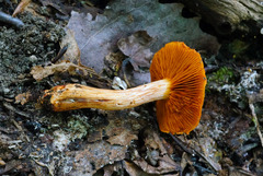 Cortinarius hesleri