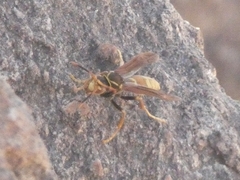 Polistes buyssoni