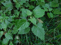 Ageratina