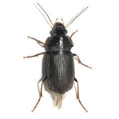 Amphasia sericea