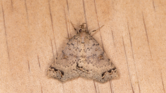 Lithilaria proestans