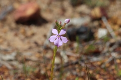 Isotoma hypocrateriformis