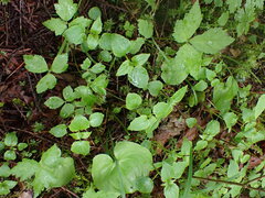 Circaea alpina