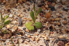 Isotoma hypocrateriformis