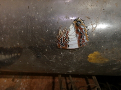 Charaxes brutus natalensis