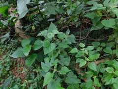 Ageratina