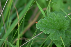 Sphaeroderma testaceum