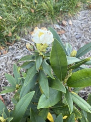 Carpenteria