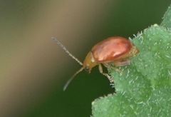 Sphaeroderma testaceum