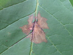 Mycosphaerella fraxinicola