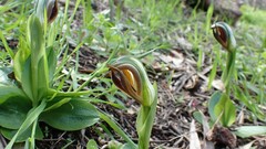 Pterostylis cucullata