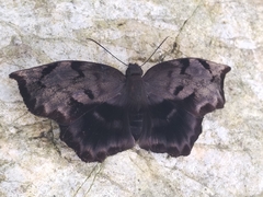Achlyodes busirus