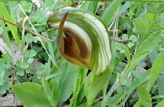 Pterostylis cucullata
