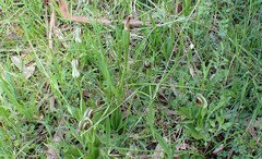 Pterostylis cucullata