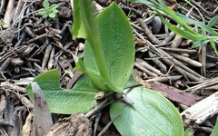 Pterostylis cucullata