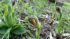 Pterostylis cucullata