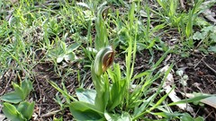 Pterostylis cucullata