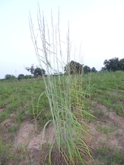 Andropogon gayanus