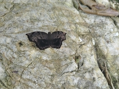 Achlyodes busirus