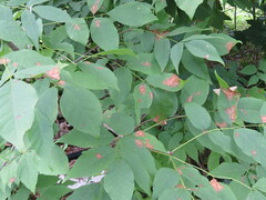 Mycosphaerella fraxinicola