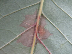 Mycosphaerella fraxinicola