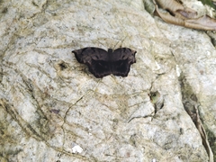 Achlyodes busirus